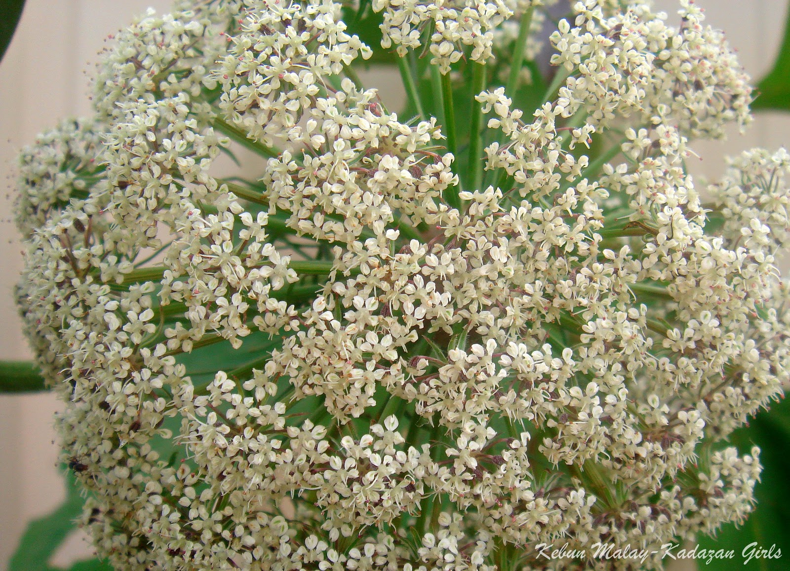Kebun Malay-Kadazan girls: Afghanistan Carrot Blossoming