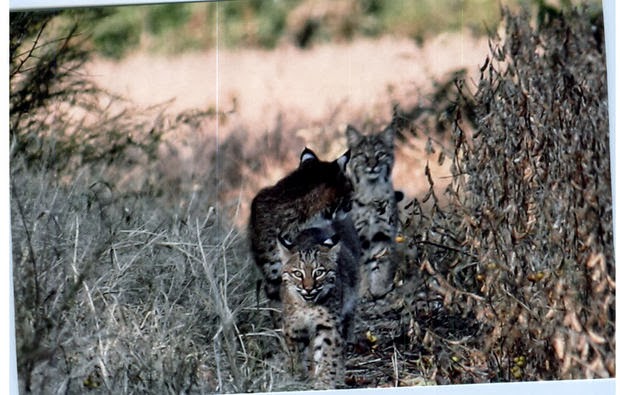 Wolves Wolf Facts Cougars Cougar Facts Coyotes Coyote Facts Wolves Cougars Coyotes Forever Biologist Matthew Lovallo Of The Pennsylvania Game Commission Has Penned A Comprehensive Management Plan For The Bobcat In