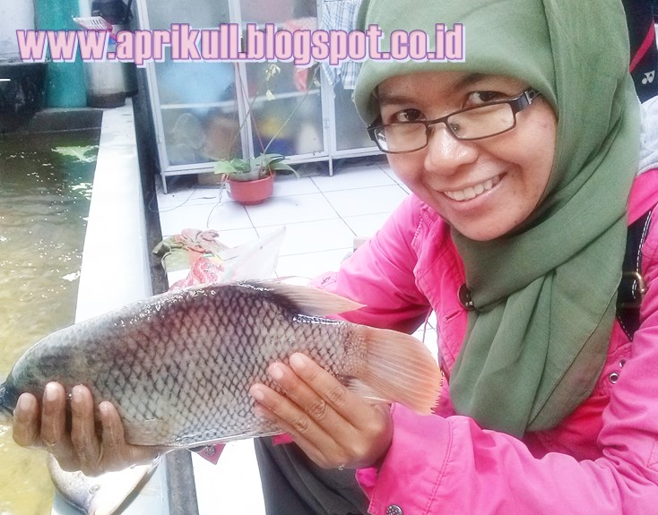 Memelihara Ikan di Pekarangan Sempit