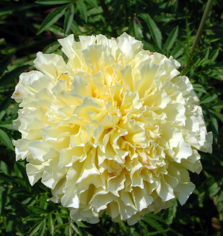 In My Garden July 2011