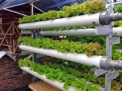 Asrul Hoesein Diary Tanaman Hidroponik Skala Rumah Tangga