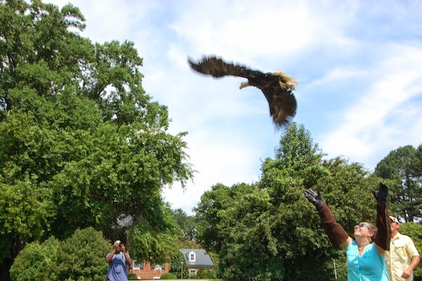 Your Heart Will Soar as This Healed Bald Eagle Flies Back Into the Wild (VIDEO)