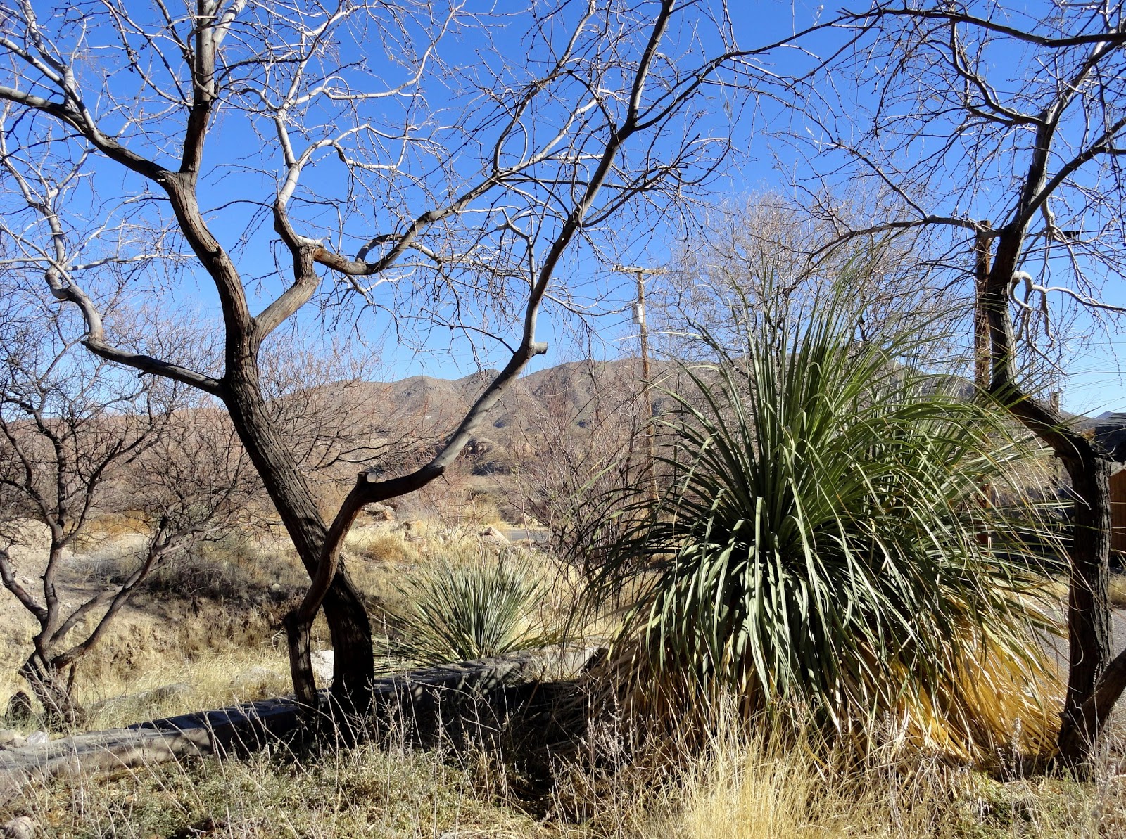 danger garden A few driveby’s in T or C, New Mexico...