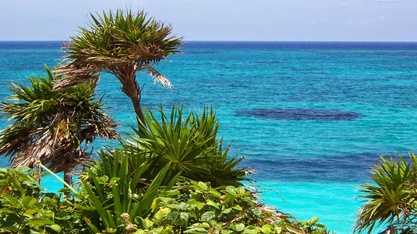 resimleri manzara resimleri bebek resimleri cocuk resimleri araba resimleri indir 50 beautiful trees full hd wallpapers 1080p agac ve orman resimleri part5