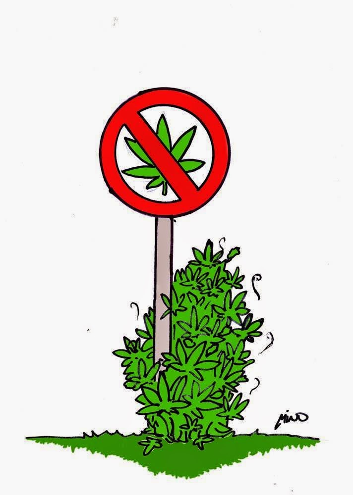 A maconha que os conservadores escondem. A maconha que os conservadores escondem.