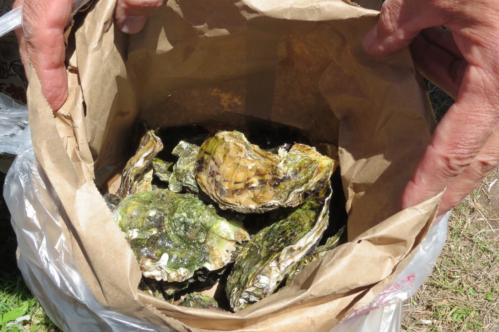 Dinner with the Welches Grilled Oysters on Tomales Bay... A Perfect Day