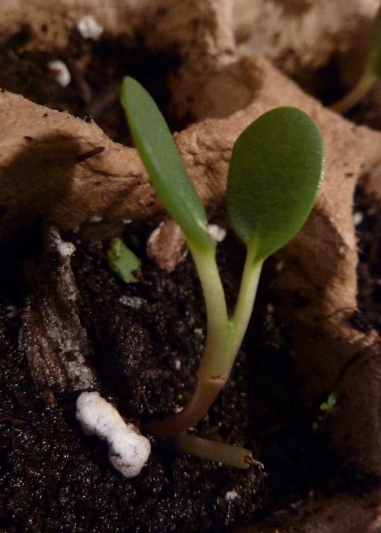 Reilly Gardens Tomato Planting and Poppy Thinning