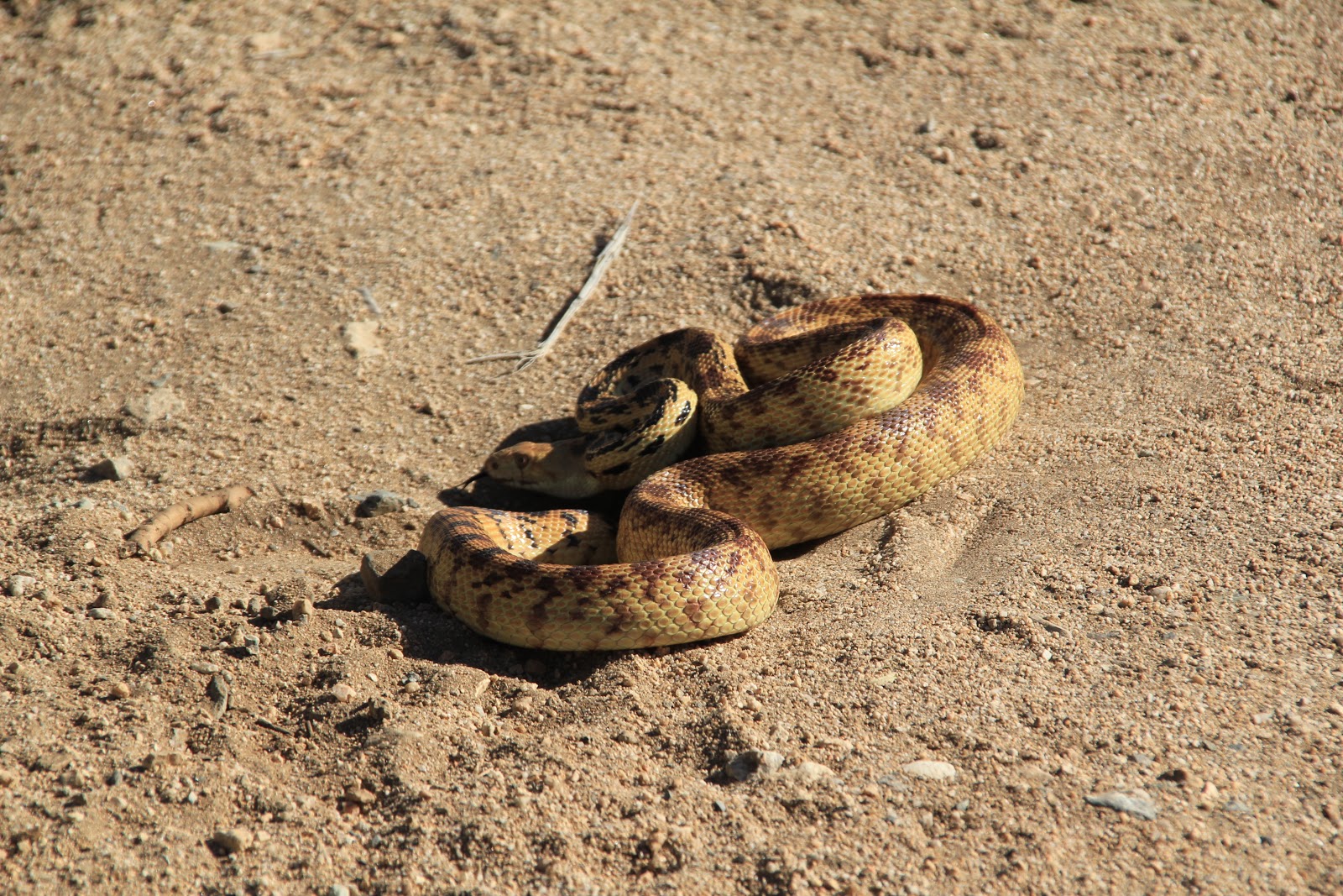 Travels with Twinkles Joshua Tree Part 2
