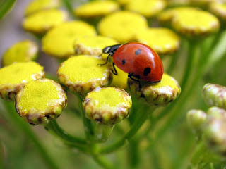 joaninha no jardim