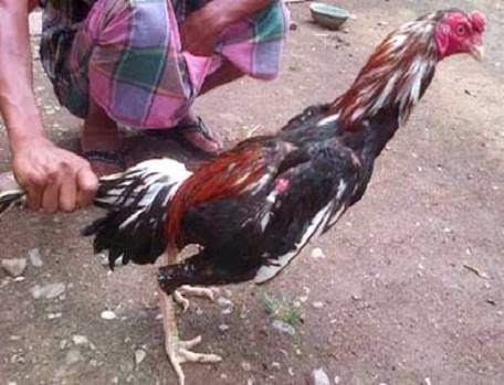 Harga+Ayam+Bangkok Ayambangkokvip Ayam Bangkok Aduan Super Laga Bogor | Tattoo Design ...