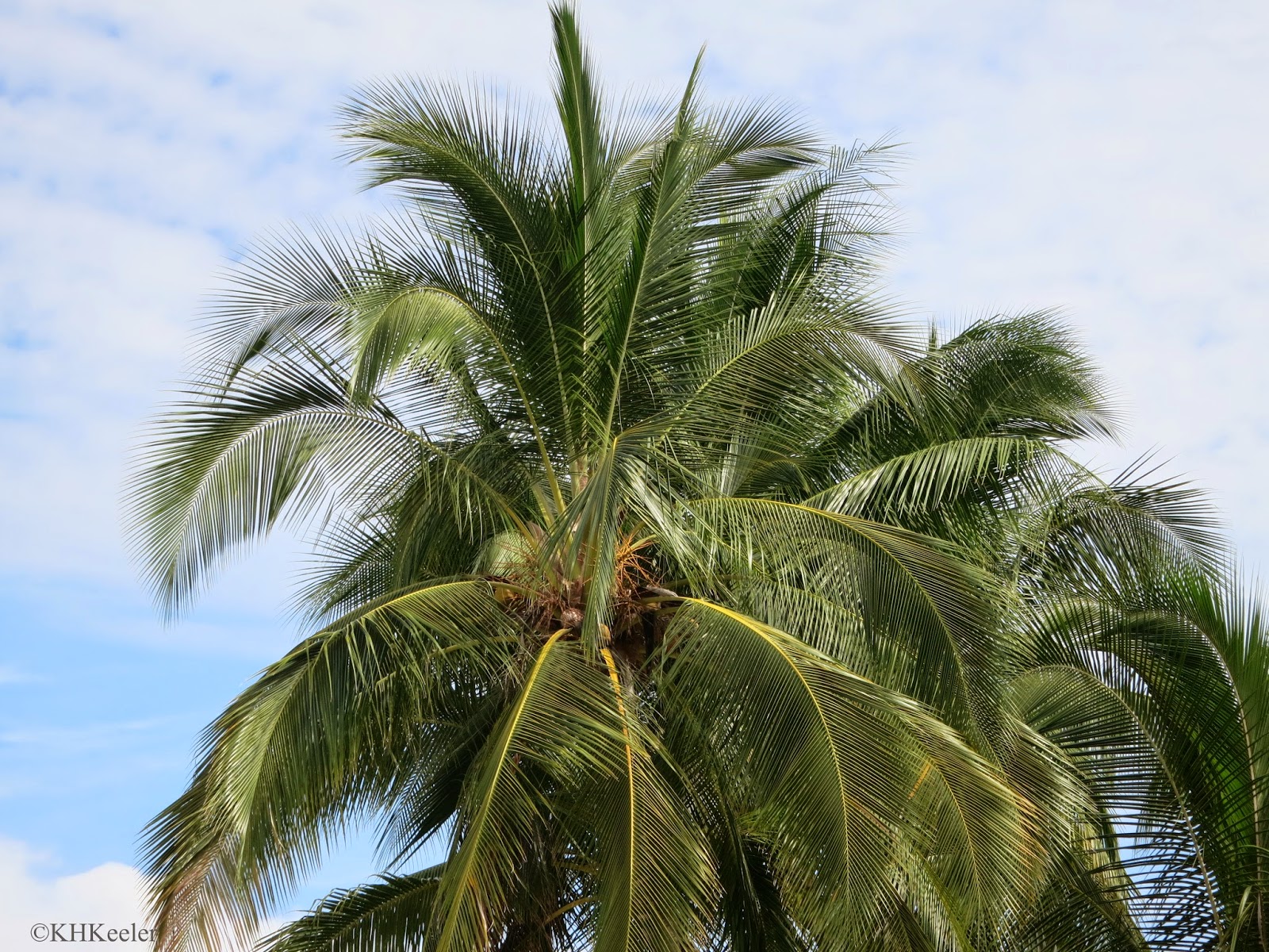 A Wandering Botanist Wandering Plants Coconuts of Medieval Iceland!
