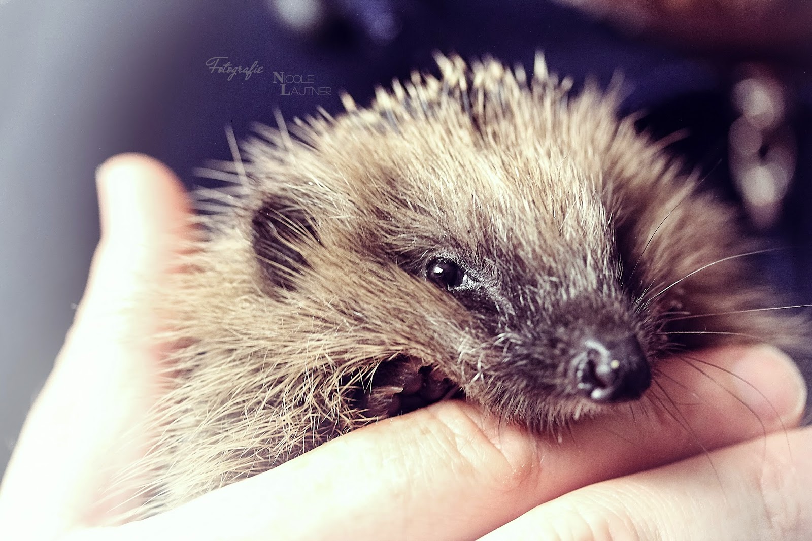 Nicolina S Augenblick Hedgehog Toby
