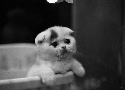Sad+Cat+.jpg