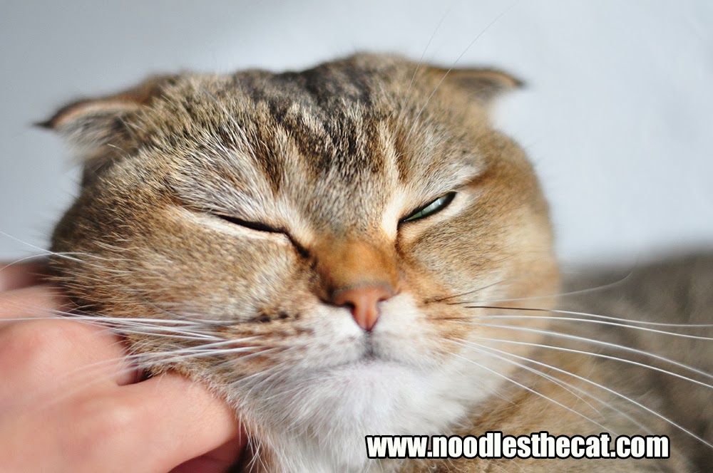 I IZ NOODLES THE CAT Cheek rub
