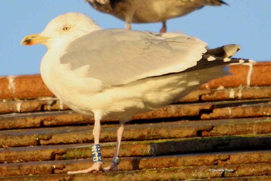 Herring Gull Four Letter Code Herring Gull Four Letter Code