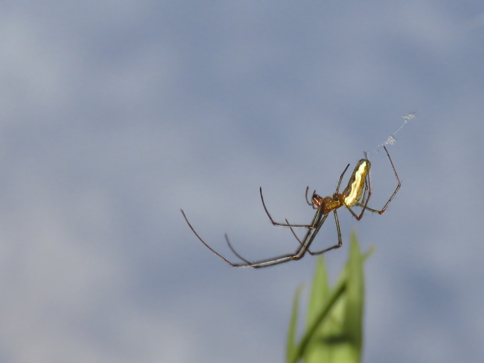BugBlog A garden stretch spider!