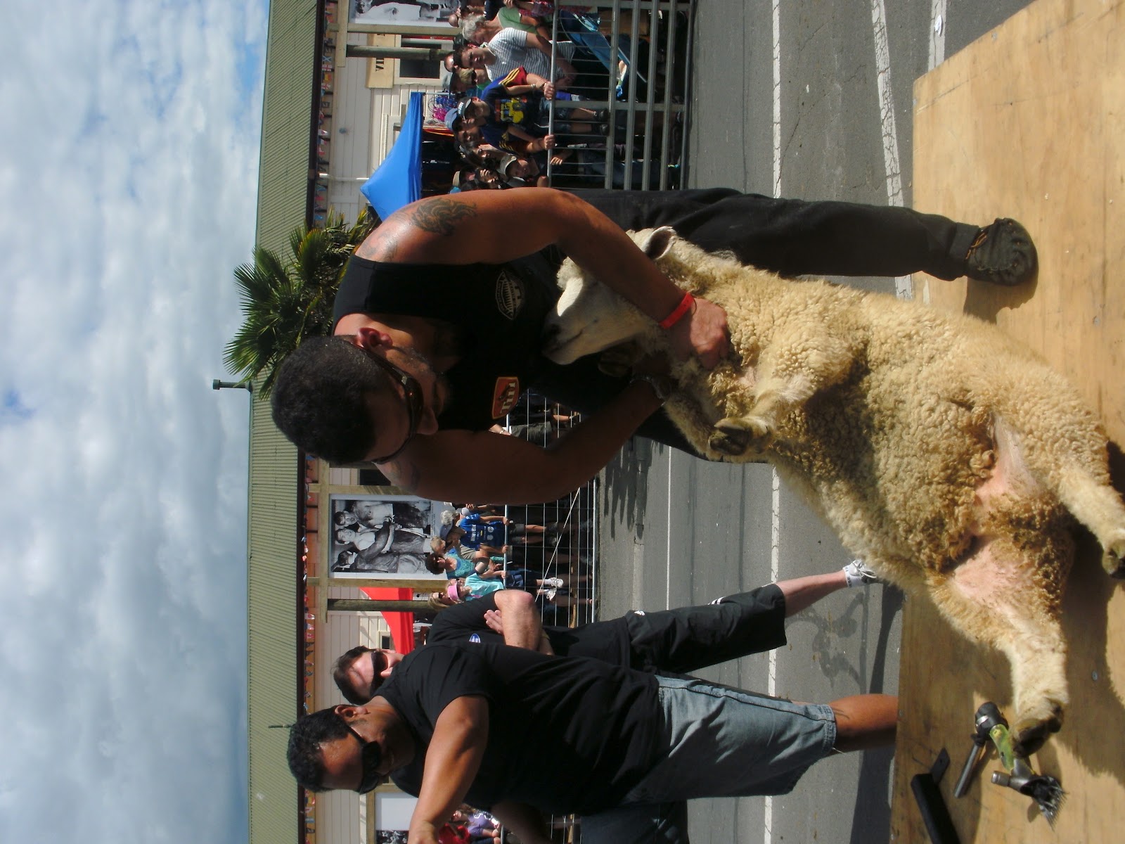Ein Sauerkraut zwischen Kiwis