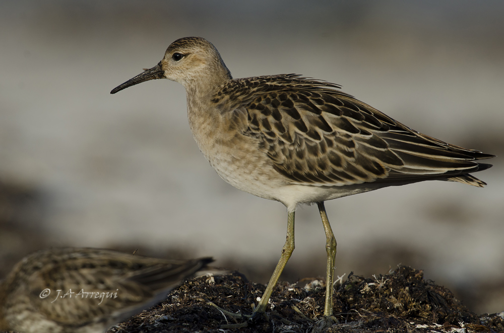 Combatiente, Philomachus pugnax, Ruff Combatiente, Philomachus pugnax, Ruff