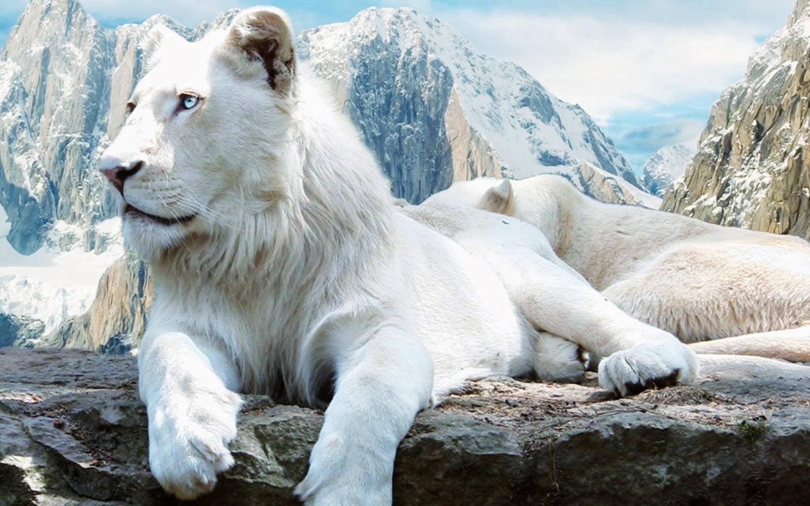 White Lions HD Funny Wallpapers ~ Funny Wallpapers