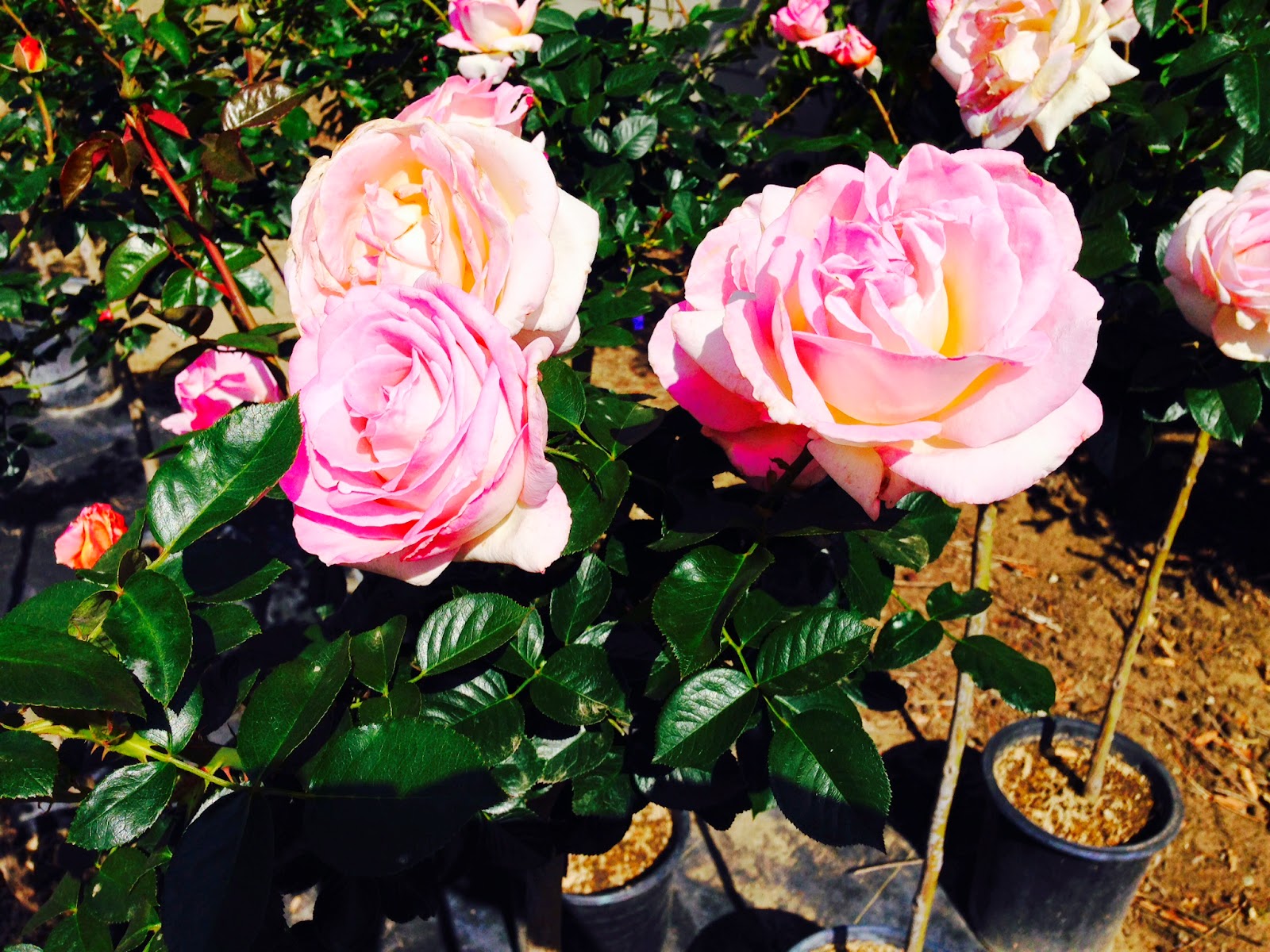 Tiny Garden Adventures My Visit to Guerrero Rose Farm Nursery