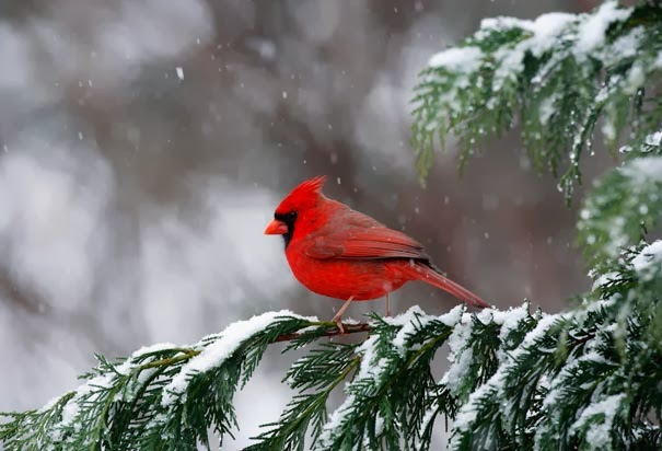 krunn 39 s site my bucket list christmas tree farm in north carolina