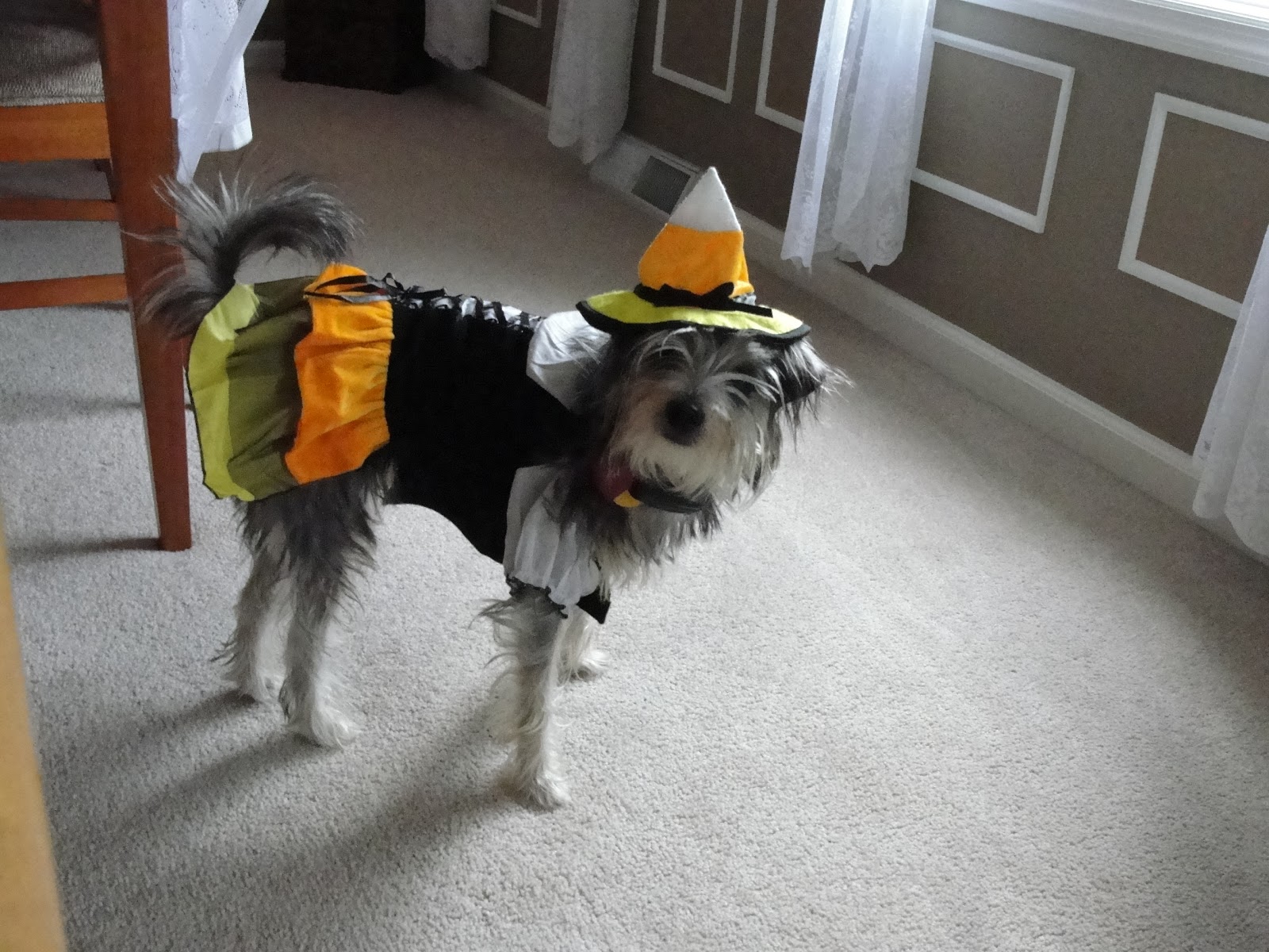 National Dress Up Your Pet Day Style Of Doggie Dress Up