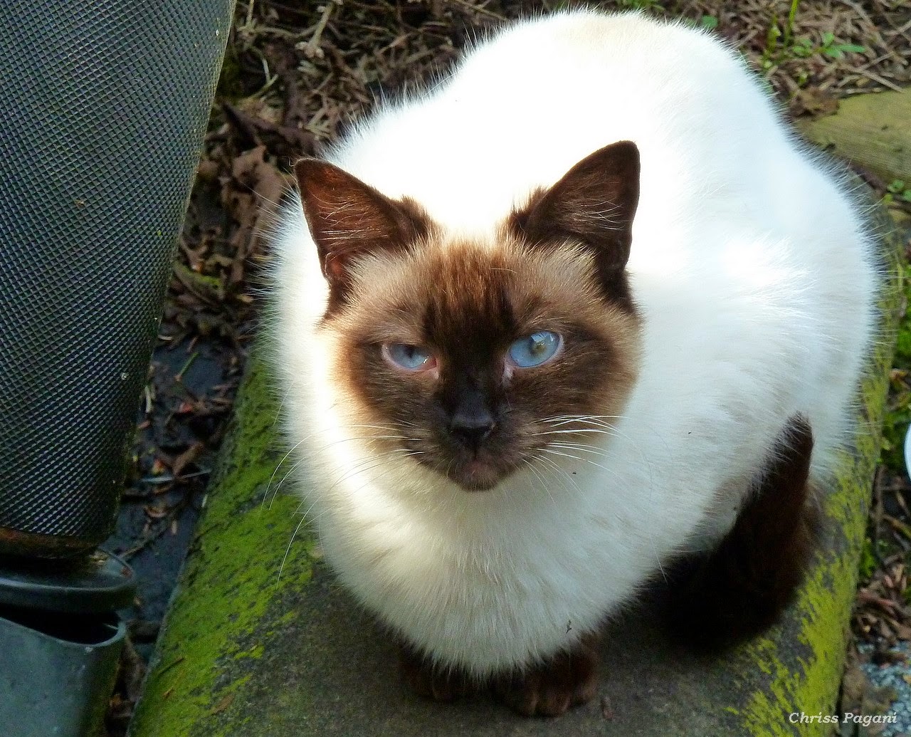 The Feral Life Compassion Cats Siamese Faced Feral Cat
