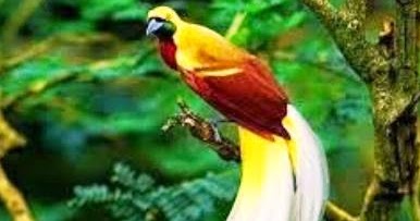 Batu Mustika Bertuah Mustika Cenderawasih Geliga Bunian Asli Ampuh