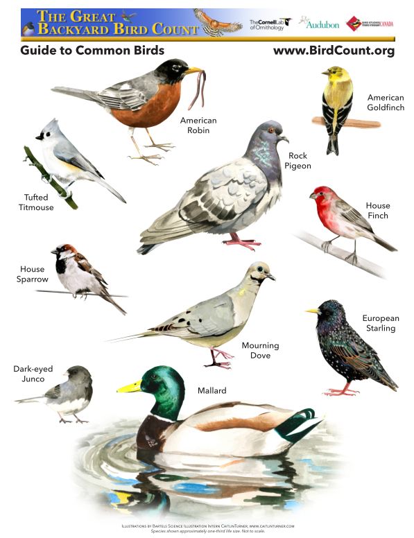 The Homeschool Voyager: The Great Backyard Bird Count