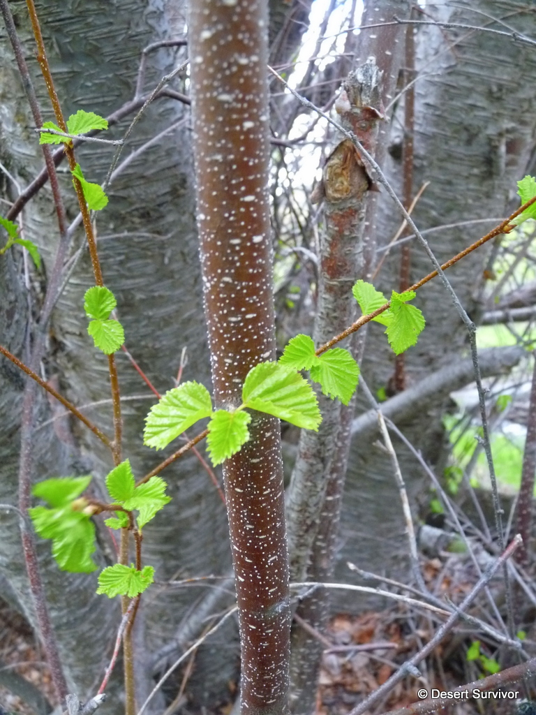 A Plant a Day Water Birch Betula occidentalis