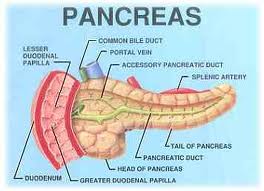 Simple Knowledge About Culture Of Mbojo Bima Asal Mula Enzim Simple Knowledge About Culture Of Mbojo Bima Asal Mula Enzim