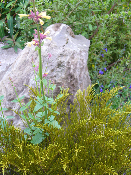 Plants Blog Owen Byrom Hebe Spp