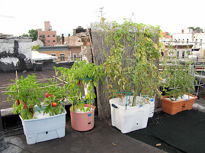 Rooftop Vegetable Garden 2011