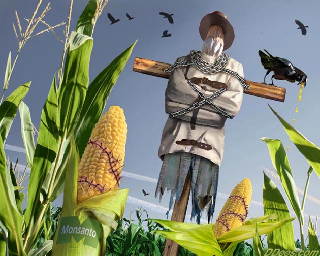 GMO versus NON GMO Stunning Corn Comparison UFO News Aliens UFO Sightings Space News