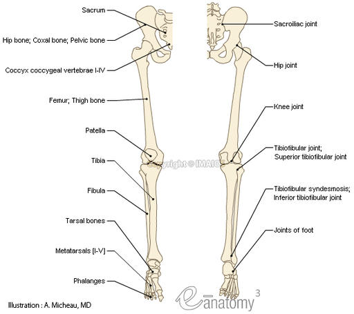 Anatomy Lower Limb