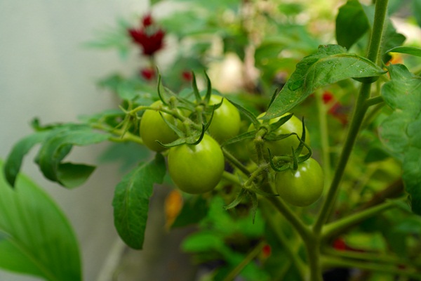 gambar buah tomato