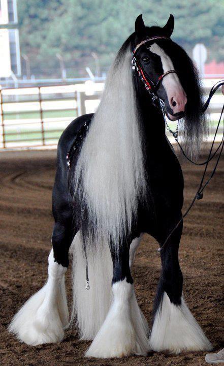 So Beautiful Horse | A1 Pictures