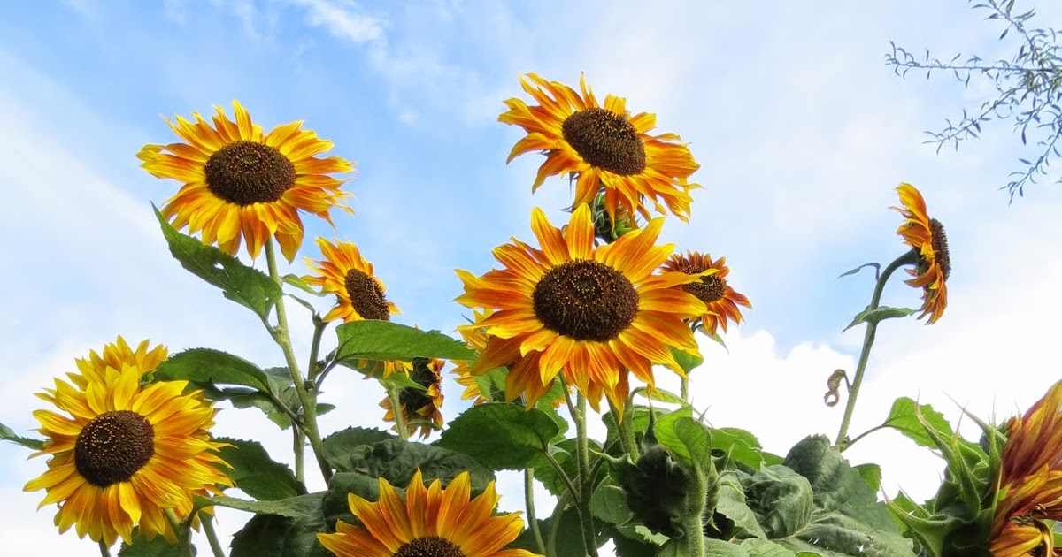 Keeping Chickens NZ Chicken treats sunflower seeds and green