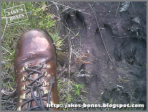 Red deer slots