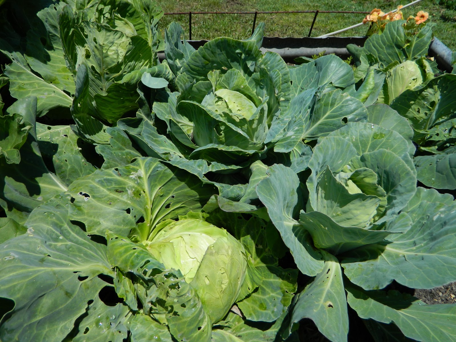 Gooseberry Jam The Great Cabbage Harvest