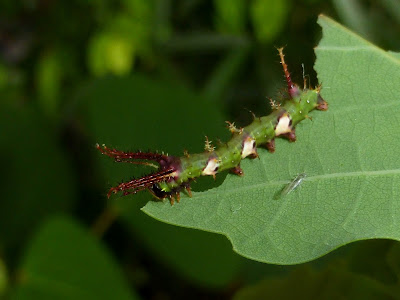 Adeloneivaia jason caterpillar Adeloneivaia jason caterpillar