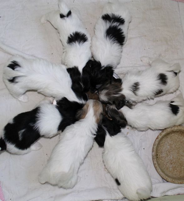 Florida Havanese Archives Page 12 Of 14 Carneys Havanese