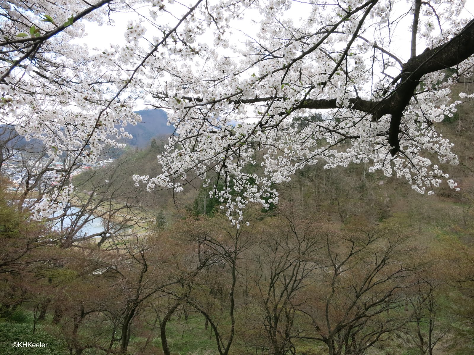 A Wandering Botanist Visiting Northern JapanSakura (Cherry Blossoms)