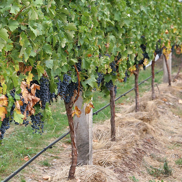 Parras de uva Imagui