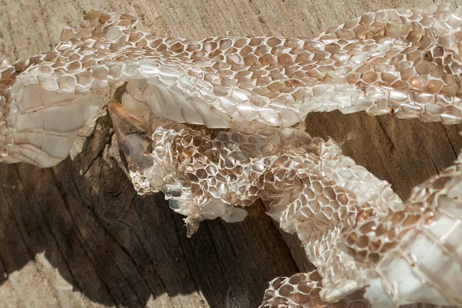 snake shed skin