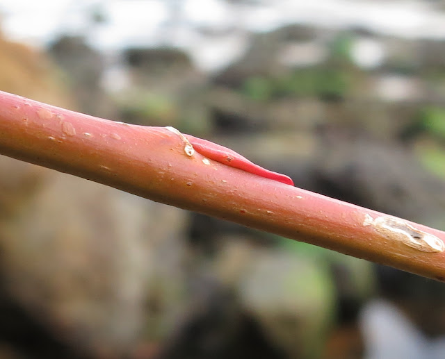 Close up of red stems and red leaf bud.