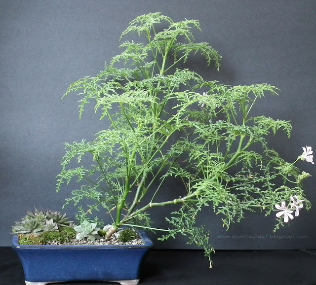  pelargonium denticulatum, fern leaf, pine scented bonsai