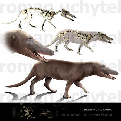 cetacea prehistorica Pakicetus