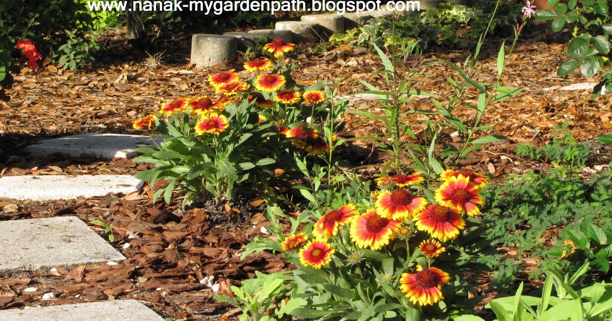 My Garden Path Blanket Flowers
