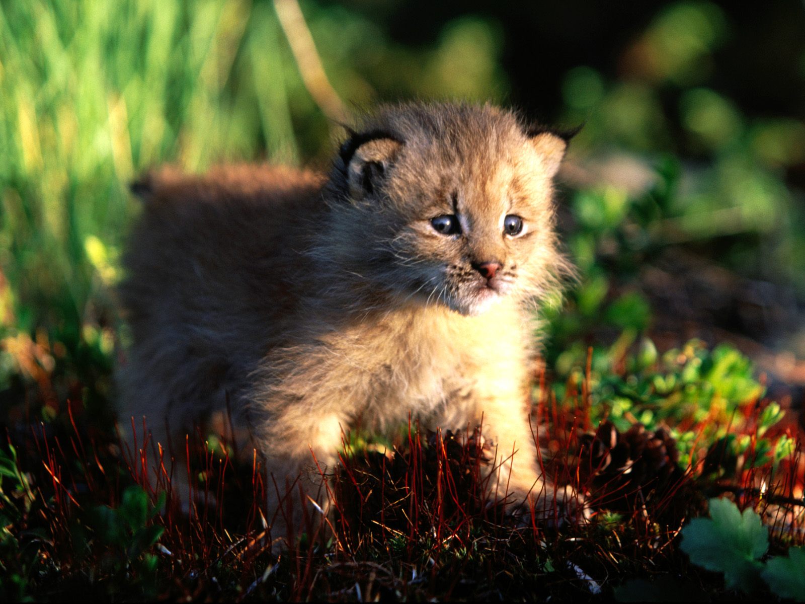 Siberian Lynx Cat « Nat Geo Adventure
